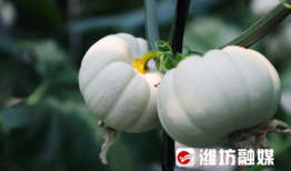 吃瓜网山东潍坊,瓜乡风情，美食之旅