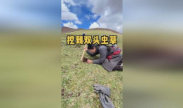吃瓜抖音网红星野,吃瓜抖音网红的崛起之路