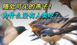 吃瓜爆料老燕子是谁,吃瓜爆料老燕子身份大起底