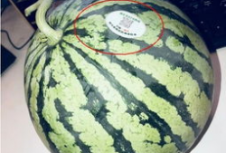 诸暨网红吃瓜,揭秘网络红人的真实一面