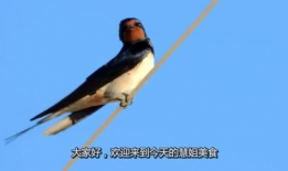 吃瓜爆料老燕子是谁,吃瓜爆料老燕子身份大起底