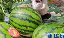 澧县吃瓜最新事件爆料信息,揭秘背后惊人真相，网络热议持续升温